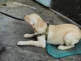 Собаки, щенята Лабрадор ретрівер, ціна 5000 Грн., Фото
