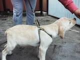 Собаки, щенята Лабрадор ретрівер, ціна 5000 Грн., Фото