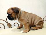 Собаки, щенята Французький бульдог, ціна 9000 Грн., Фото