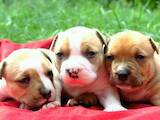 Собаки, щенята Американський стаффордширський тер'єр, ціна 35000 Грн., Фото