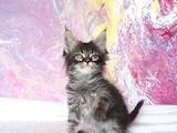 Кошки, котята Мэйн-кун, цена 15985 Грн., Фото