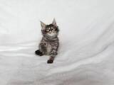 Кошки, котята Мэйн-кун, цена 15985 Грн., Фото