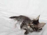 Кішки, кошенята Мейн-кун, ціна 15985 Грн., Фото