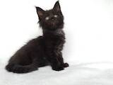 Кошки, котята Мэйн-кун, цена 29305 Грн., Фото
