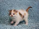 Кошки, котята Шотландская короткошерстная, цена 13500 Грн., Фото