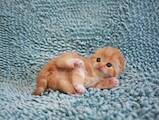 Кошки, котята Шотландская вислоухая, цена 13500 Грн., Фото