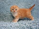Кошки, котята Шотландская вислоухая, цена 13500 Грн., Фото