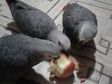Папуги й птахи Папуги, ціна 23000 Грн., Фото