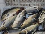 Продовольство Риба і рибопродукти, ціна 80 Грн./кг., Фото