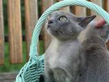 Кошки, котята Бурма, цена 20000 Грн., Фото