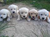 Собаки, щенки Золотистый ретривер, цена 6500 Грн., Фото