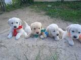 Собаки, щенки Золотистый ретривер, цена 6500 Грн., Фото
