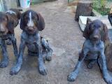 Собаки, щенята Німецька жорсткошерста лягава, ціна 3000 Грн., Фото