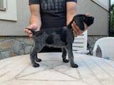 Собаки, щенки Немецкая жесткошерстная легавая, цена 6000 Грн., Фото