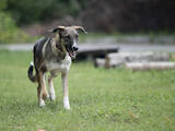 Собаки, щенята Безпорідна, ціна 10 Грн., Фото