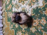 Собаки, щенята Пекінес, Фото
