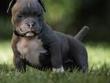 Собаки, щенята Невідома порода, ціна 100000 Грн., Фото