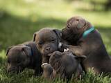 Собаки, щенята Невідома порода, ціна 100000 Грн., Фото