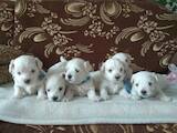 Собаки, щенки Мальтийская болонка, цена 9000 Грн., Фото