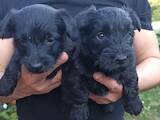 Собаки, щенки Скотчтерьер, цена 10000 Грн., Фото