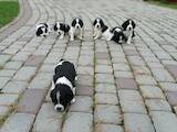 Собаки, щенята Російський спаніель, ціна 1300 Грн., Фото