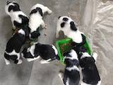 Собаки, щенки Русский спаниель, цена 1300 Грн., Фото
