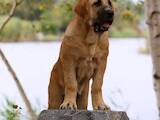 Собаки, щенята Іспанська мастіф, ціна 27000 Грн., Фото