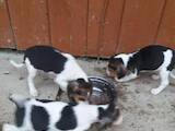 Собаки, щенки Эстонская гончая, цена 1 Грн., Фото