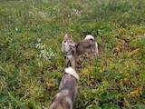 Собаки, щенята Східно-сибірська лайка, ціна 100 Грн., Фото
