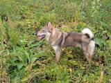 Собаки, щенята Східно-сибірська лайка, ціна 100 Грн., Фото