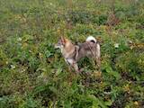 Собаки, щенки Восточно-Сибирская лайка, цена 100 Грн., Фото