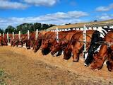 Животноводство,  Сельхоз животные Крупно-рогатый скот, цена 65 Грн., Фото