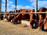 Животноводство,  Сельхоз животные Крупно-рогатый скот, цена 65 Грн., Фото