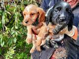 Собаки, щенки Русский спаниель, цена 2000 Грн., Фото
