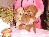 Собаки, щенки Той-пудель, цена 18000 Грн., Фото