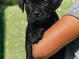 Собаки, щенята Кане Корсо, ціна 14000 Грн., Фото
