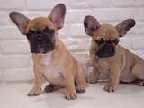 Собаки, щенки Французский бульдог, цена 9000 Грн., Фото