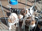 Собаки, щенки Эстонская гончая, цена 3500 Грн., Фото