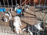 Собаки, щенки Эстонская гончая, цена 3500 Грн., Фото