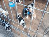 Собаки, щенята Естонський гончак, ціна 3500 Грн., Фото