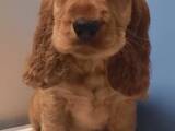 Собаки, щенята Англійський коккер, ціна 4500 Грн., Фото