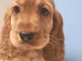 Собаки, щенята Англійський коккер, ціна 4500 Грн., Фото