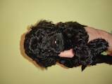 Собаки, щенята Той-пудель, ціна 3000 Грн., Фото