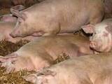 Животноводство,  Сельхоз животные Свиньи, цена 50 Грн., Фото