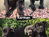 Собаки, щенята Кане Корсо, ціна 8000 Грн., Фото
