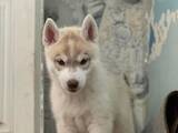 Собаки, щенки Сибирский хаски, цена 24500 Грн., Фото