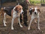 Собаки, щенята Невідома порода, ціна 1200 Грн., Фото