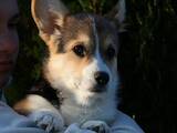 Собаки, щенки Вельш корги пемброк, цена 31000 Грн., Фото