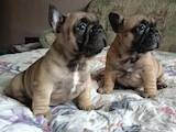 Собаки, щенки Французский бульдог, цена 8500 Грн., Фото