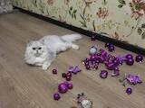 Кішки, кошенята Британська короткошерста, ціна 7000 Грн., Фото